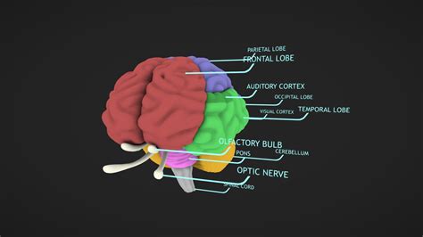 Brain Diagram - 3D model by Aeceus (@adamknight468) [4a8c8a8] - Sketchfab