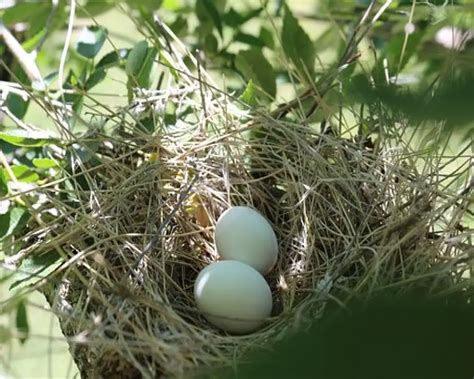 Why Does My Cockatiel Keep Laying Eggs How To Stop Chronic Egg Laying