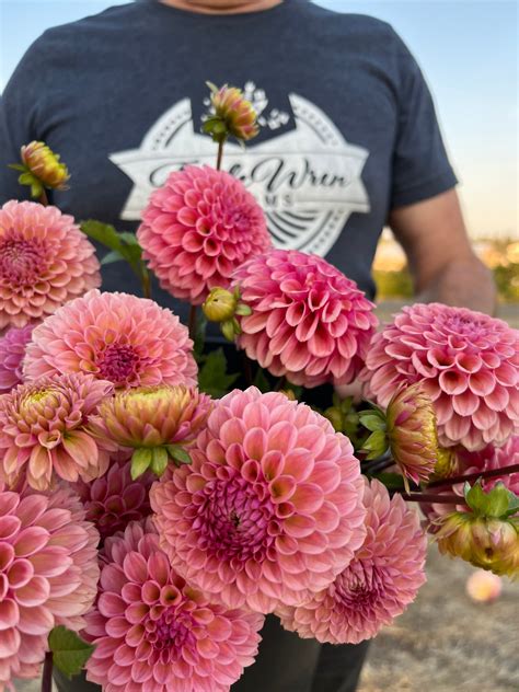 Bracken Rose Usa Dahlia Tuber Triple Wren Farms