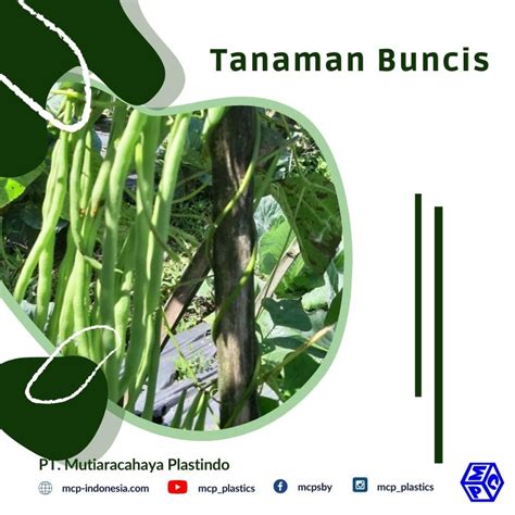 Peluang Menjanjikan Dari Budidaya Tanaman Buncis PT Mutiaracahaya