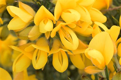 Gorse Fiori Di Bach Le Propriet Del Fiore Ohga