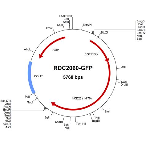 Human DPPIV CD26 CAA43118 1 VersaClone CDNA GFP Tag RDC2060 GFP R D