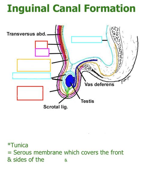 Inguinal Canal Formation 2 Diagram Quizlet