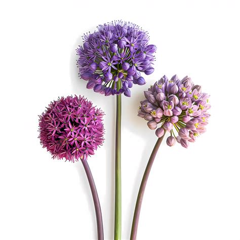 Allium Giganteum Others Png Clipart Royalty Free Svg Png