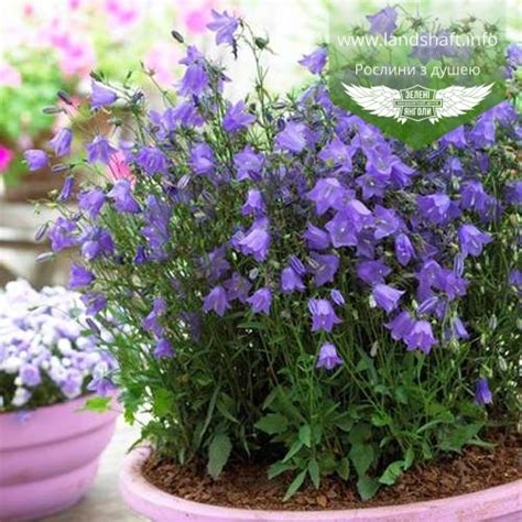 Campanula rotundifolia Thumbell Blue Колокольчик круглолистный