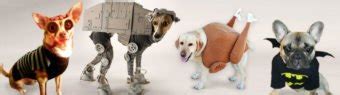 10 Adorable DIY Halloween costumes for pets