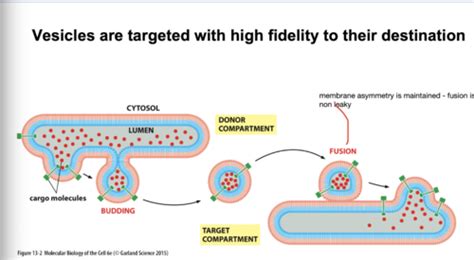 Lectures 14 16 Principles Of Vesicular Transport And ES Flashcards