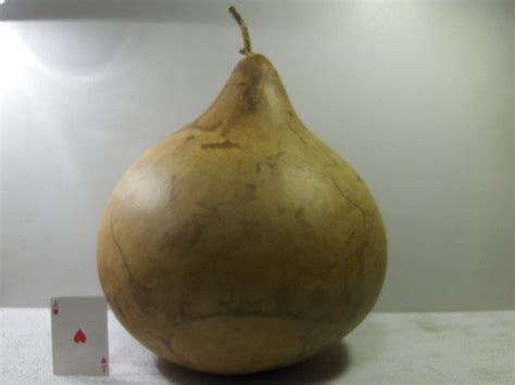 Extra Large Dried Gourd Around Halloween By Midmowoodworks Gourds