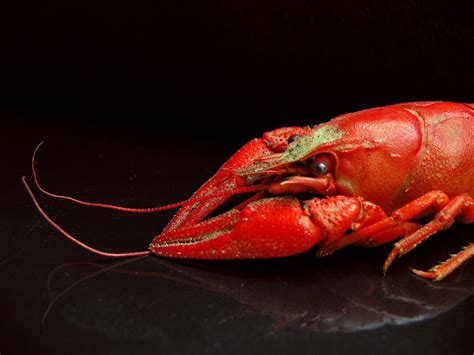 Free crawfish 1 Stock Photo - FreeImages.com