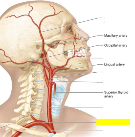 Arteries And Veins Of Brain Head Neck Flashcards Quizlet