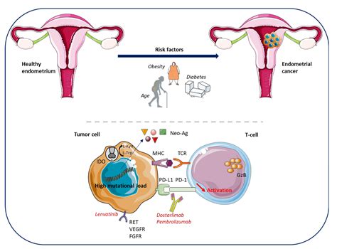 Metabolic Reprogramming And Interventions In Endometrial 41 Off