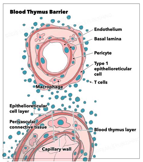 Figure Blood Thymus Barrier Type Statpearls Ncbi Bookshelf