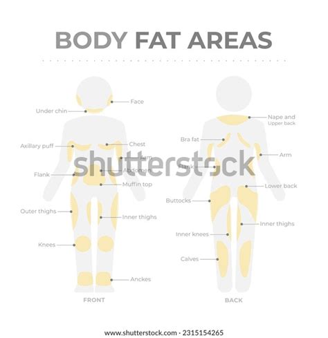 1,489 Body Fat Area Royalty-Free Images, Stock Photos & Pictures ...