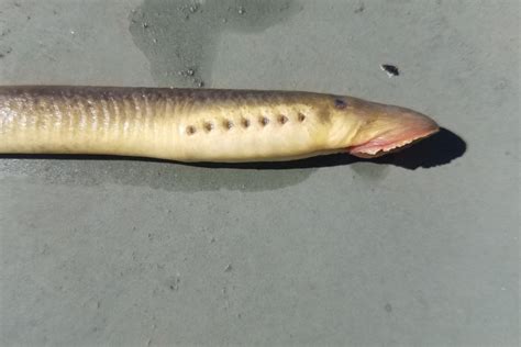 Silver Lamprey- Species At Risk in The Land Between