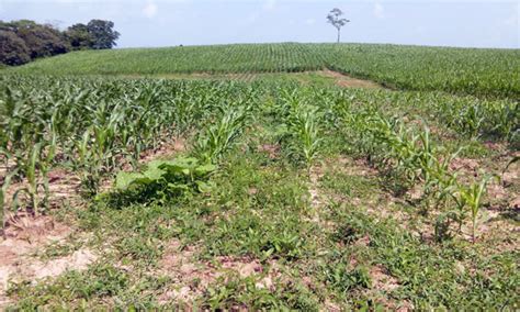 Manejo de malezas práctica agronómica en la AC CIMMYT IDP