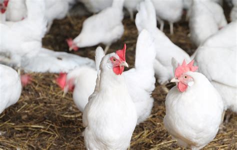 Higher Poultry Feed Cost Pushes Up Broiler Chicken Prices Egg Rate