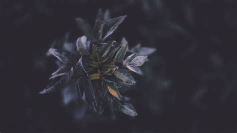 Wallpaper ID: 656 / branch, leaves, plant, dark, 4k free download