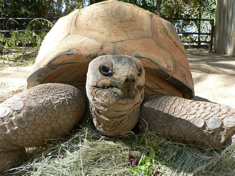 Aldabra Tortoise Reid Park Zoo