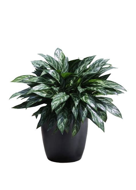 Aglaonema Tigris Phillip S Interior Plants Displays