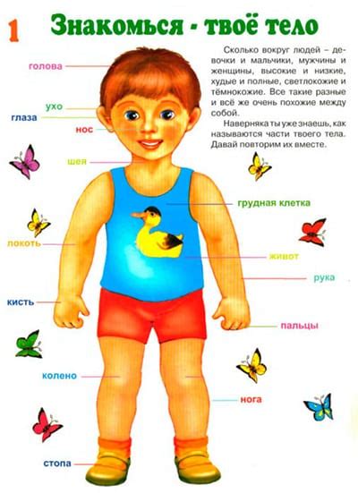 Картинки части тела человека как устроен человек