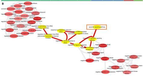 Gene Ontology Go Enrichment Analysis Of Differentially Expressed