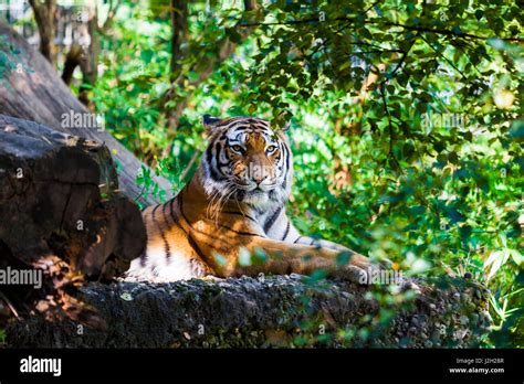 Tiger Beautiful Tiger Portrait Stock Photo Alamy