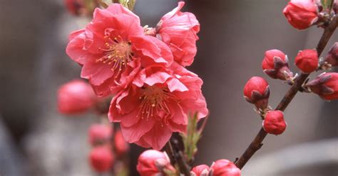 Great Spots For Plum Blossoms In Kansai Digjapan