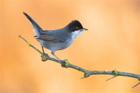 Taustakuvat lintuja eläimet luonto haara auringonnousu