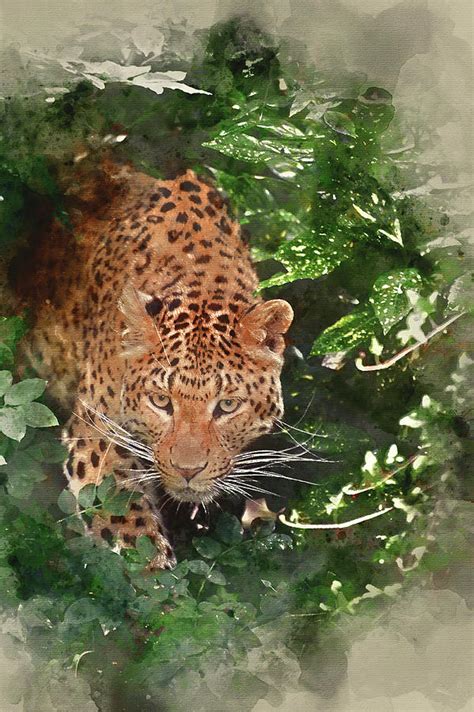 Watercolour Painting Of Beautiful Leopard Panthera Pardus Big Ca