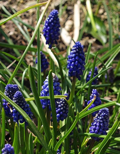 MUSCARI AZUREUM BLING BLING - Cotswold Garden Flowers