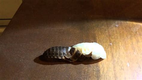 Dubia Roach Molting Youtube