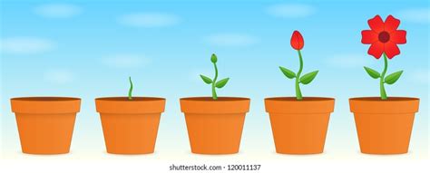 Growing Plant Animation