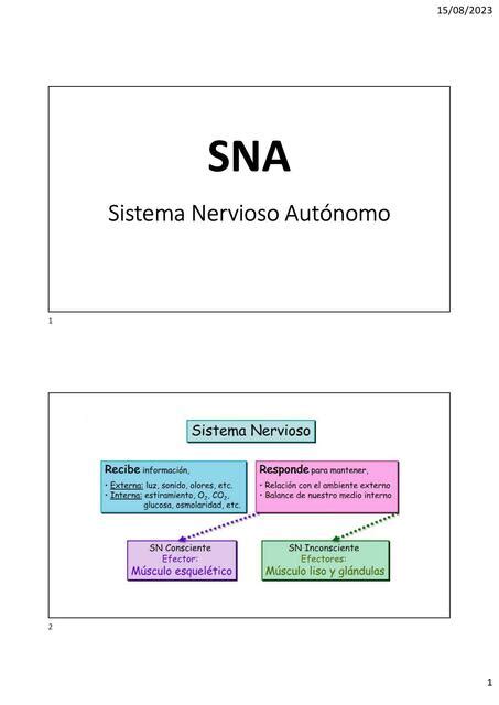 Sistema Nervioso Aut Nomo David Mauricio Diaz Millan Udocz