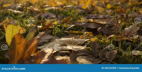 Autumn Foliage Autumn Leaves Fallen On The Ground Fall Leaf Stock