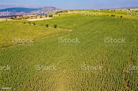 Aerial View Of Cropland With By Drone Stock Photo Download Image Now