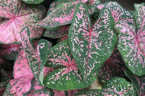 Caladium Veja Seus Tipos Como O Seguinum Branco Rosa E Muito Mais