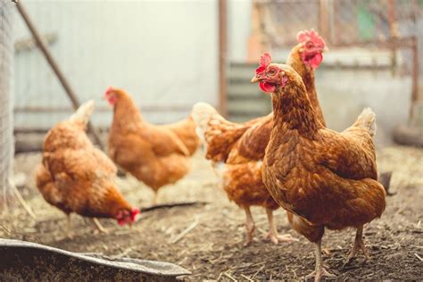 Nidos O Ponederos Para Gallinas Cu L Debes Elegir Conoces La