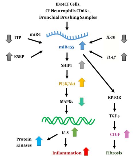 Evaluation Of Mir 155 Expression In Cystic Fibrosis Patients Journal Of Comprehensive