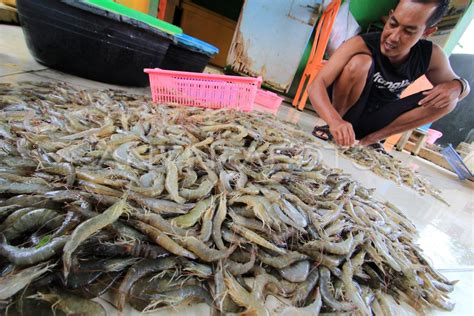 Target Produksi Udang Nasional Antara Foto