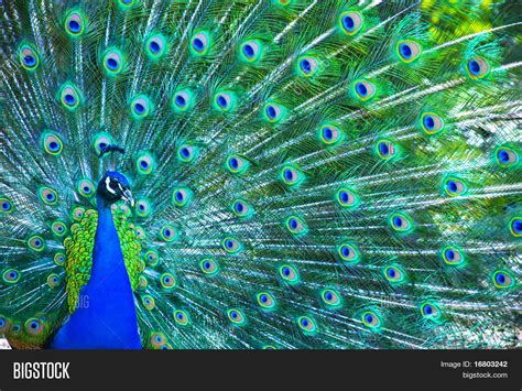 Beautiful Peacock Image And Photo Free Trial Bigstock