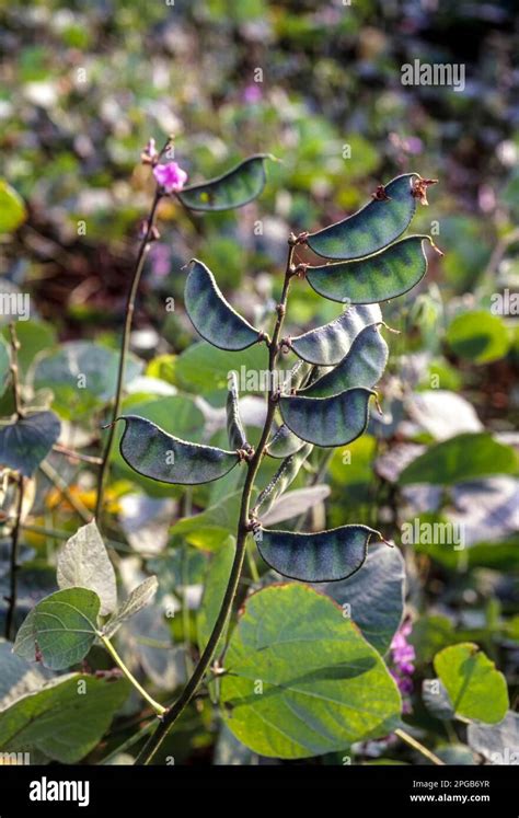 Lablab Bean Sabre Bean In The Field Lablab Purpureus Linn Tamil Nadu