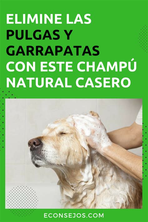 Elimine las pulgas y garrapatas de su mascota con un champú casero y