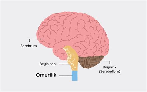 Sinir Sistemi Nedir Sinir Sistemini Olu Turan Organlar Neler