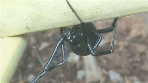 Black Widow Enclosure Setup Youtube