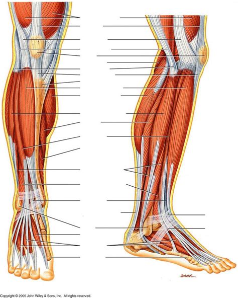 Human Anatomy Leg Muscles Diagram