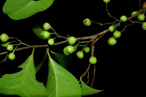 Gymnosporia Spinosa Celastraceae Image At Phytoimages Siu Edu