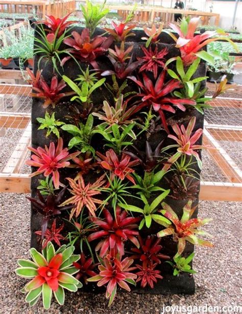 Cryptanthus Earth Stars Plant Care Guide