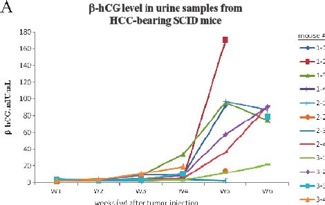 Human Hcg Levels In Urine Samples From Hcc Bearing Scid Mice A