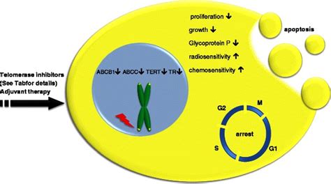 Potential Advantages Of Telomerase Downregulation Traditional