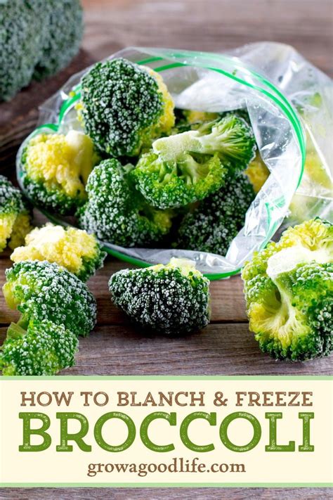 How To Blanch And Freeze Broccoli Frozen Broccoli Recipes Broccoli